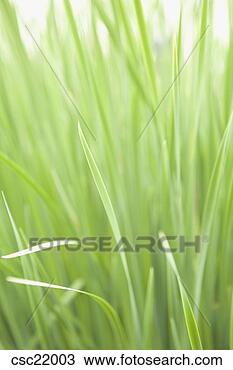 Stock Photo - tall grass. fotosearch 
- search stock 
photos, pictures, 
images, and photo 
clipart