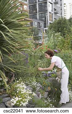 Stock Photography - woman gardening. 
fotosearch - search 
stock photos, 
pictures, images, 
and photo clipart