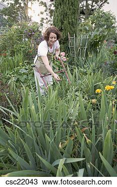 Stock Photo - woman gardening. 
fotosearch - search 
stock photos, 
pictures, images, 
and photo clipart