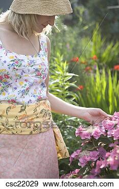 Stock Photograph - woman picking 
hydrangea flowers. 
fotosearch - search 
stock photos, 
pictures, images, 
and photo clipart