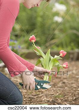 Stock Photo - woman picking 
tulips. fotosearch 
- search stock 
photos, pictures, 
images, and photo 
clipart