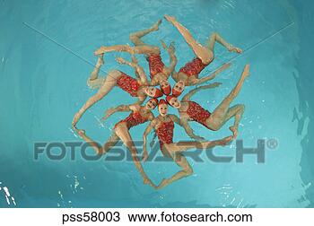 Stock Photo - synchronized swim 
team practicing. 
fotosearch - search 
stock photos, 
pictures, images, 
and photo clipart