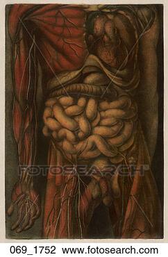 Clip Art - anatomical, d'agoty, 
antique, anatomy, 
abdominal organs. 
fotosearch - search 
clipart, illustration, 
drawings and vector 
eps graphics images