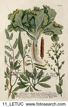 Stock Illustration - botany, food, 
engraving, crisp 
lettuce, antique. 
fotosearch - search 
clipart, illustration, 
drawings and vector 
eps graphics images