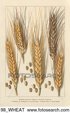 Stock Illustration - bread, flour, 
crop plant, cereal, 
antique. fotosearch 
- search clipart, 
illustration, 
drawings and vector 
eps graphics images
