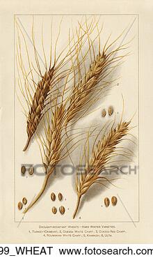 Stock Illustration - bread, flour, 
crop plant, cereal, 
antique. fotosearch 
- search clipart, 
illustration, 
drawings and vector 
eps graphics images