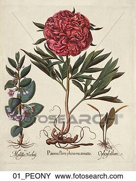 Stock Illustration - besler, flower, 
floral, engraving, 
antique illustration. 
fotosearch - search 
clipart, illustration, 
drawings and vector 
eps graphics images
