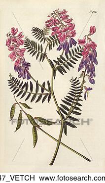 Stock Illustration - curtis, fine-leaved 
vetch, engraving, 
delicate, antique 
illustration. 
fotosearch - search 
clipart, illustration, 
drawings and vector 
eps graphics images