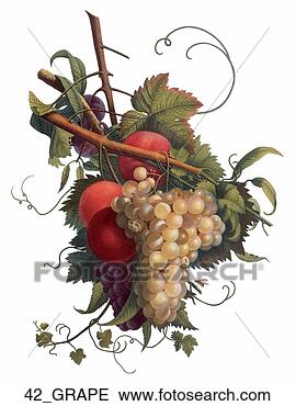 Stock Illustration - antique, delicious, 
bunch, abundance. 
fotosearch - search 
clipart, illustration, 
drawings and vector 
eps graphics images