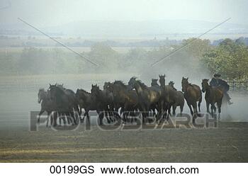 Stock Photo - hungary, rider 
and running horses. 
fotosearch - search 
stock photos, 
pictures, images, 
and photo clipart