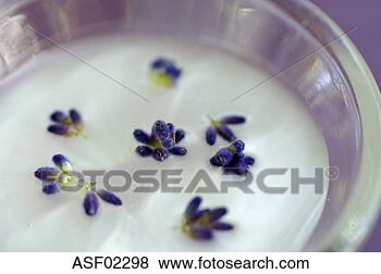 Stock Photo - lavender salve, 
close-up. fotosearch 
- search stock 
photos, pictures, 
images, and photo 
clipart