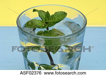 Stock Photo - peppermint in 
glass of water. 
fotosearch - search 
stock photos, 
pictures, images, 
and photo clipart