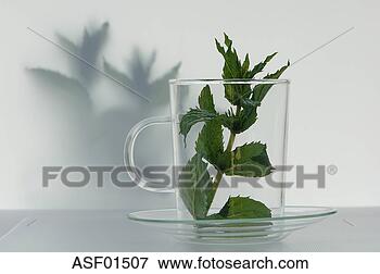 Picture - peppermint leaves 
in a glass. fotosearch 
- search stock 
photos, pictures, 
images, and photo 
clipart