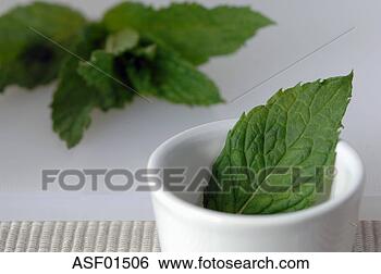 Stock Photo - peppermint leaves. 
fotosearch - search 
stock photos, 
pictures, images, 
and photo clipart