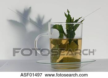 Picture - peppermint tea. 
fotosearch - search 
stock photos, 
pictures, images, 
and photo clipart
