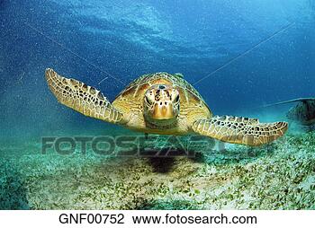 Stock Photo - philippines, green 
sea turtle. fotosearch 
- search stock 
photos, pictures, 
images, and photo 
clipart