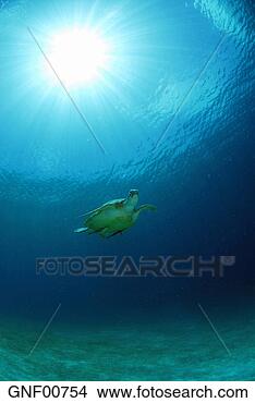 Stock Photo - philippines,  
green sea turtle 
(chelonia mydas) 
swimming,  underwater. 
fotosearch - search 
stock photos, 
pictures, images, 
and photo clipart