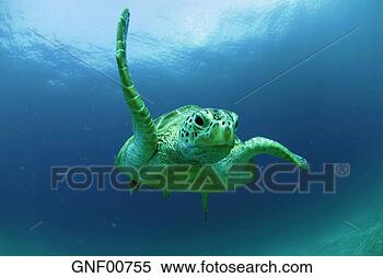 Stock Image - philippines,  
green sea turtle 
(chelonia mydas) 
swimming,  underwater. 
fotosearch - search 
stock photos, 
pictures, images, 
and photo clipart