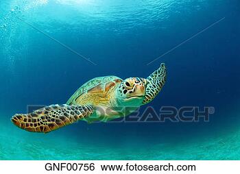 Stock Photo - philippines,  
green sea turtle 
(chelonia mydas) 
swimming,  close-up. 
fotosearch - search 
stock photos, 
pictures, images, 
and photo clipart