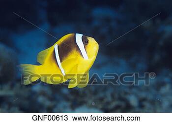 Stock Photo - red sea anemonefish, 
amphiprion bicintus. 
fotosearch - search 
stock photos, 
pictures, images, 
and photo clipart