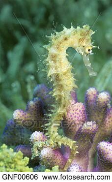Stock Photo - thorny seahorse, 
hippocampus jaykari. 
fotosearch - search 
stock photos, 
pictures, images, 
and photo clipart