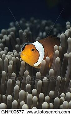 Picture - western clownfish, 
amphiprion ocellaris. 
fotosearch - search 
stock photos, 
pictures, images, 
and photo clipart