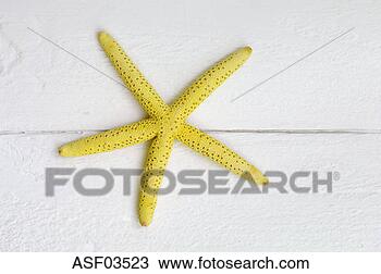 Stock Photo - yellow starfish, 
close-up. fotosearch 
- search stock 
photos, pictures, 
images, and photo 
clipart