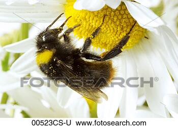 Stock Photo - bumble-bee (bombus) 
on flower, close-up. 
fotosearch - search 
stock photos, 
pictures, images, 
and photo clipart