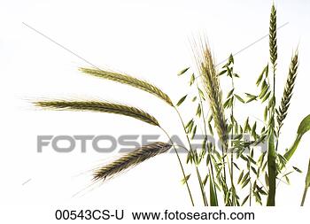 Stock Photo - different grain 
stalks, close-up. 
fotosearch - search 
stock photos, 
pictures, images, 
and photo clipart