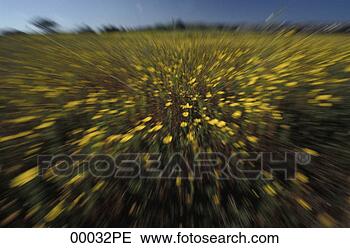 Stock Photo - flower meadow. 
fotosearch - search 
stock photos, 
pictures, images, 
and photo clipart