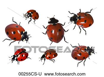 Stock Photo - ladybugs, close-up. 
fotosearch - search 
stock photos, 
pictures, images, 
and photo clipart