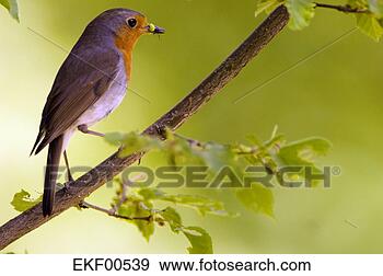 Stock Photograph - red breast, erithacus 
rubicula. fotosearch 
- search stock 
photos, pictures, 
images, and photo 
clipart