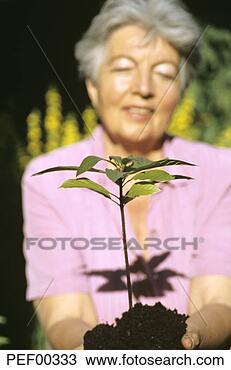 Stock Photo - senior woman planting, 
focus on foreground. 
fotosearch - search 
stock photos, 
pictures, images, 
and photo clipart