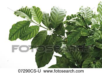 Stock Photo - coffee tree (coffea 
arabica), close-up. 
fotosearch - search 
stock photos, 
pictures, images, 
and photo clipart