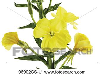 Stock Photo - evening primrose, 
close-up. fotosearch 
- search stock 
photos, pictures, 
images, and photo 
clipart