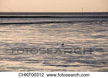 Stock Photo - break of dawn 
at tideland. fotosearch 
- search stock 
photos, pictures, 
images, and photo 
clipart