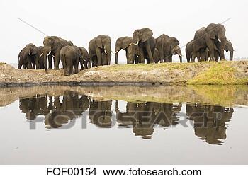Stock Photo - africa, botswana, 
chobe national 
park, elefants 
at chobe river. 
fotosearch - search 
stock photos, 
pictures, images, 
and photo clipart