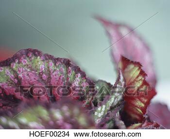 Stock Photo - begonia exotica, 
close-up. fotosearch 
- search stock 
photos, pictures, 
images, and photo 
clipart