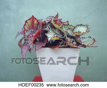 Stock Image - begonia exotica, 
close-up. fotosearch 
- search stock 
photos, pictures, 
images, and photo 
clipart