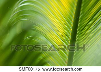 Stock Image - king sago palm, 
cycas revoluta, 
close-up. fotosearch 
- search stock 
photos, pictures, 
images, and photo 
clipart