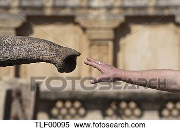 Banco de Imagem - tocar,  elefante, 
 tronco. fotosearch 
- busca de fotos, 
imagens e clipart