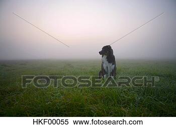 Stock Image - australian shepherd 
dog sitting on 
meadow. fotosearch 
- search stock 
photos, pictures, 
images, and photo 
clipart