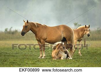 Stock Photograph - haflinger horses 
and foals standing 
in pasture. fotosearch 
- search stock 
photos, pictures, 
images, and photo 
clipart