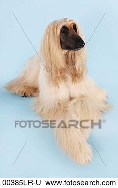 Stock Photo - afghan hound. 
fotosearch - search 
stock photos, 
pictures, images, 
and photo clipart