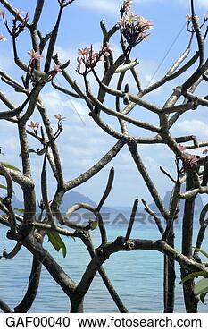 Stock Photography - thailand, ko hai 
island, blossoming 
tree. fotosearch 
- search stock 
photos, pictures, 
images, and photo 
clipart