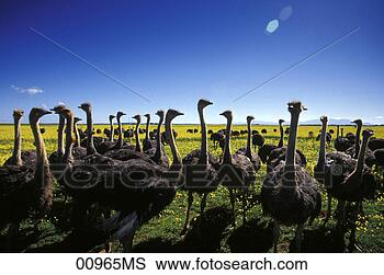 Banco de Imagem - avestruzes,  florescer, 
 campos,  slangrivier, 
 overberg,  ocidental. 
fotosearch - busca 
de fotos, imagens 
e clipart