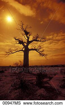 Banco de Imagem - baobab,  árvore, 
 limpopo,  musina, 
 sul,  áfrica. 
fotosearch - busca 
de fotos, imagens 
e clipart