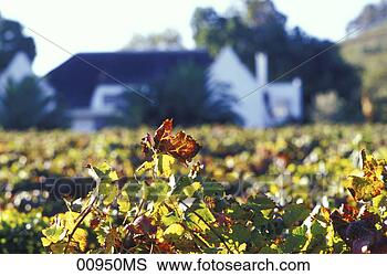 Banco de Imagem - devon,   vale, 
  cintilante, 
  vinho,   outono, 
  folhas,   frente. 
fotosearch - busca 
de fotos, imagens 
e clipart