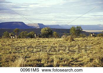 Banco de Imagem - montanha,   zebra, 
  nacional,   
parque,   cradock, 
  grande. fotosearch 
- busca de fotos, 
imagens e clipart