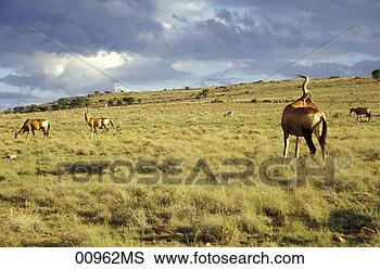 Banco de Imagem - montanha,   zebra, 
  nacional,   
parque,   cradock, 
  grande. fotosearch 
- busca de fotos, 
imagens e clipart